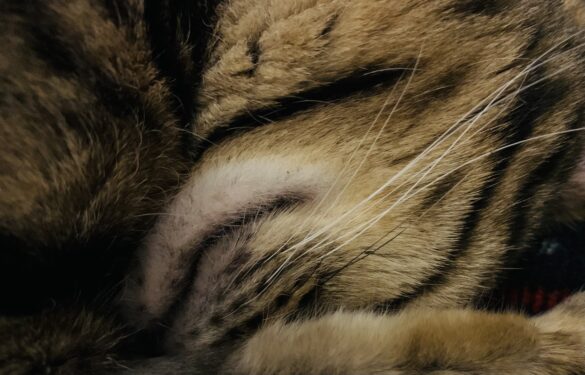 Chat Bengale : Krokett